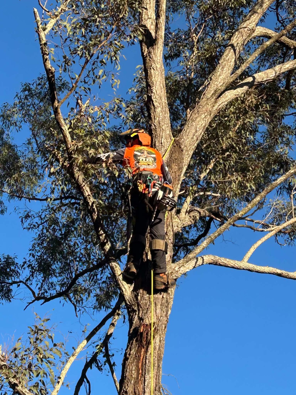 O.G Tree Services arborist climbing a tree